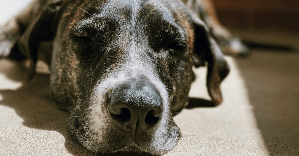 How to Potty Train an Older Dog in 8 Simple Steps